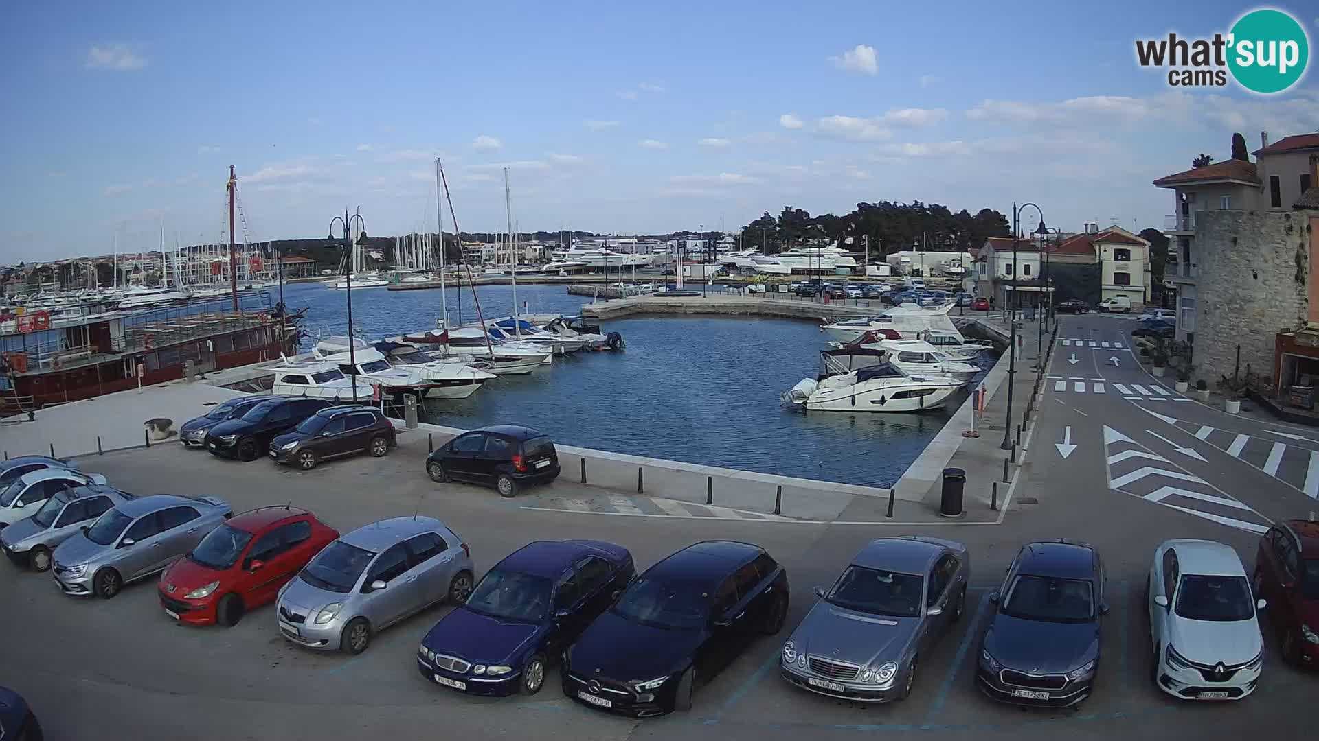 Novigrad | Porporela marina