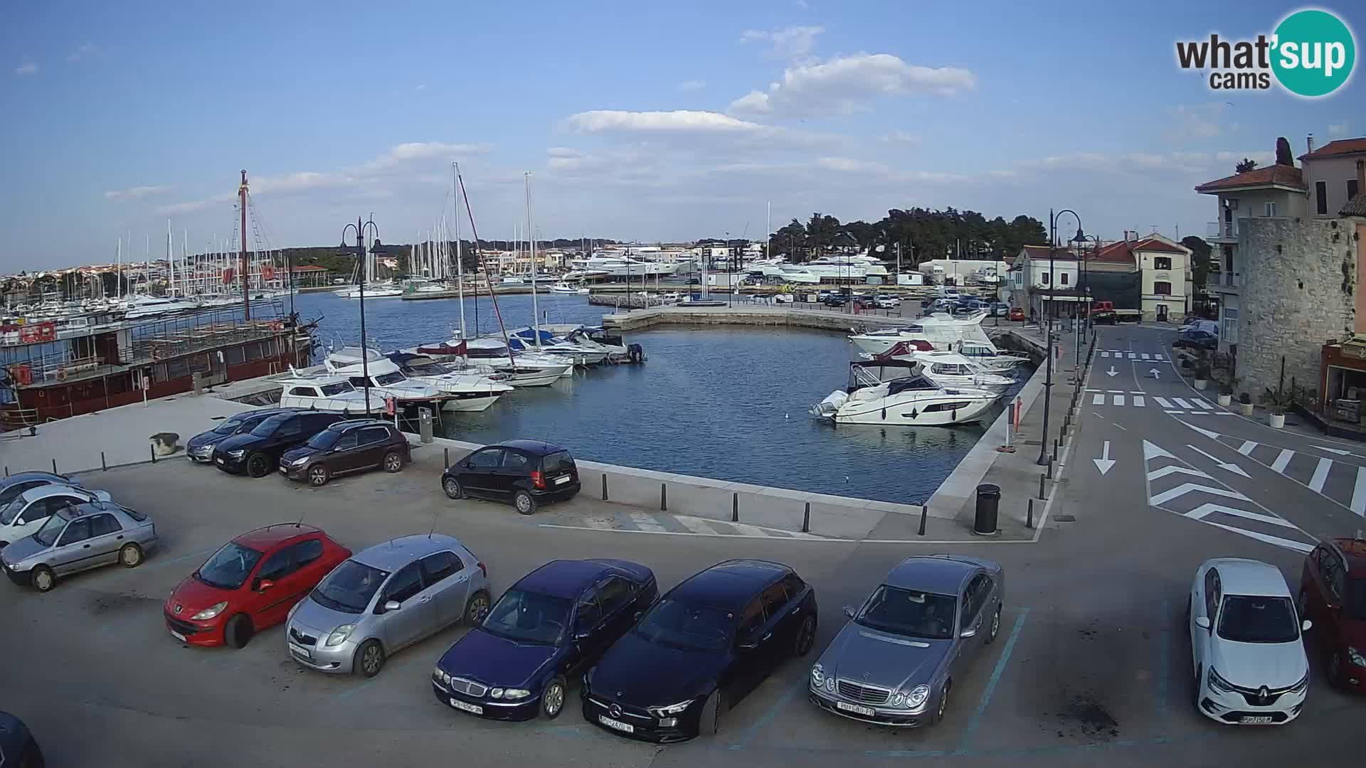 Novigrad | Porporela marina