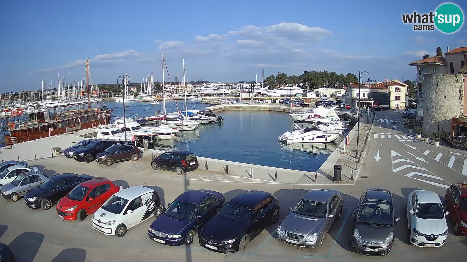 Novigrad | Porporela marina