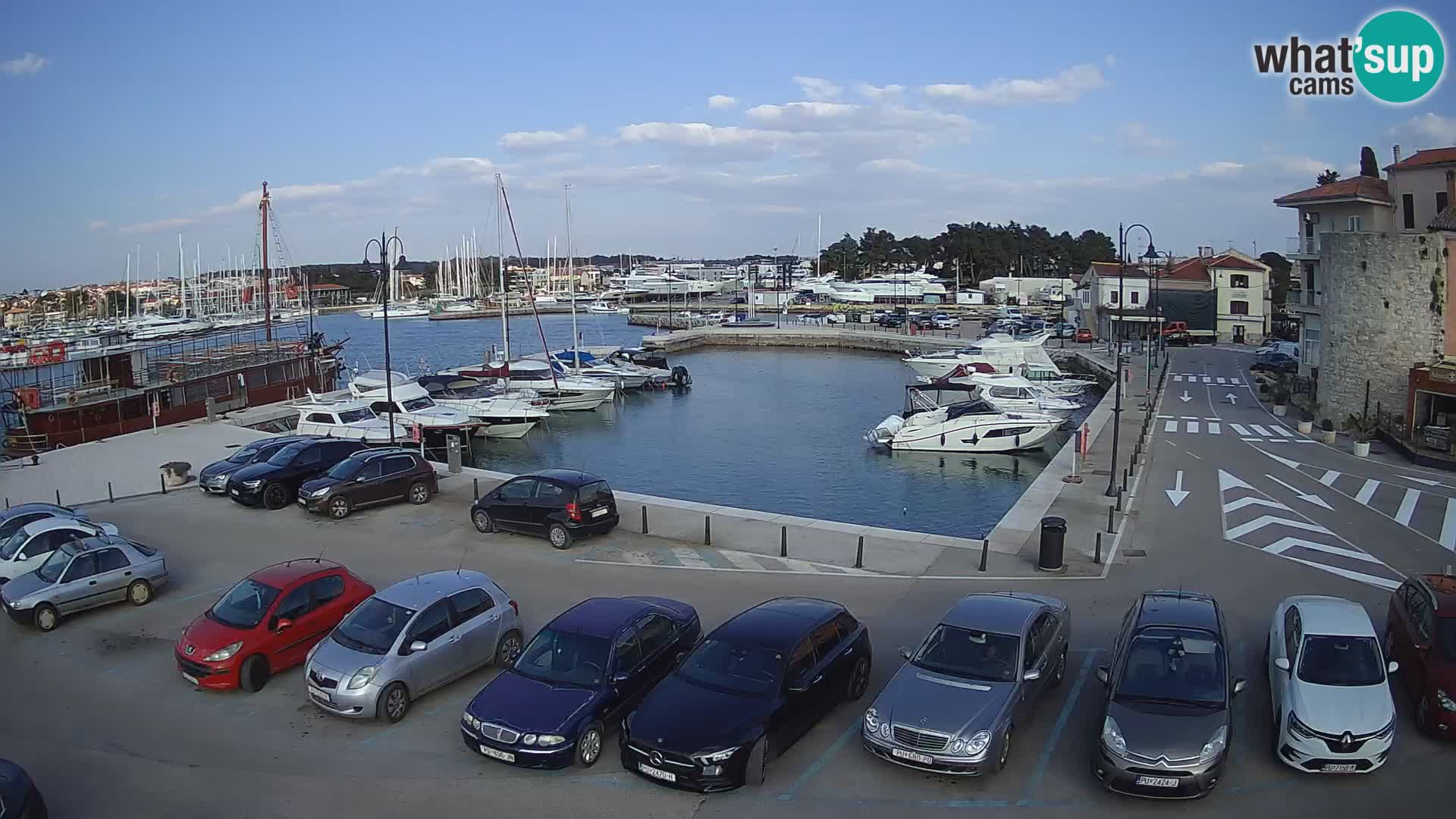 Novigrad | Porporela marina