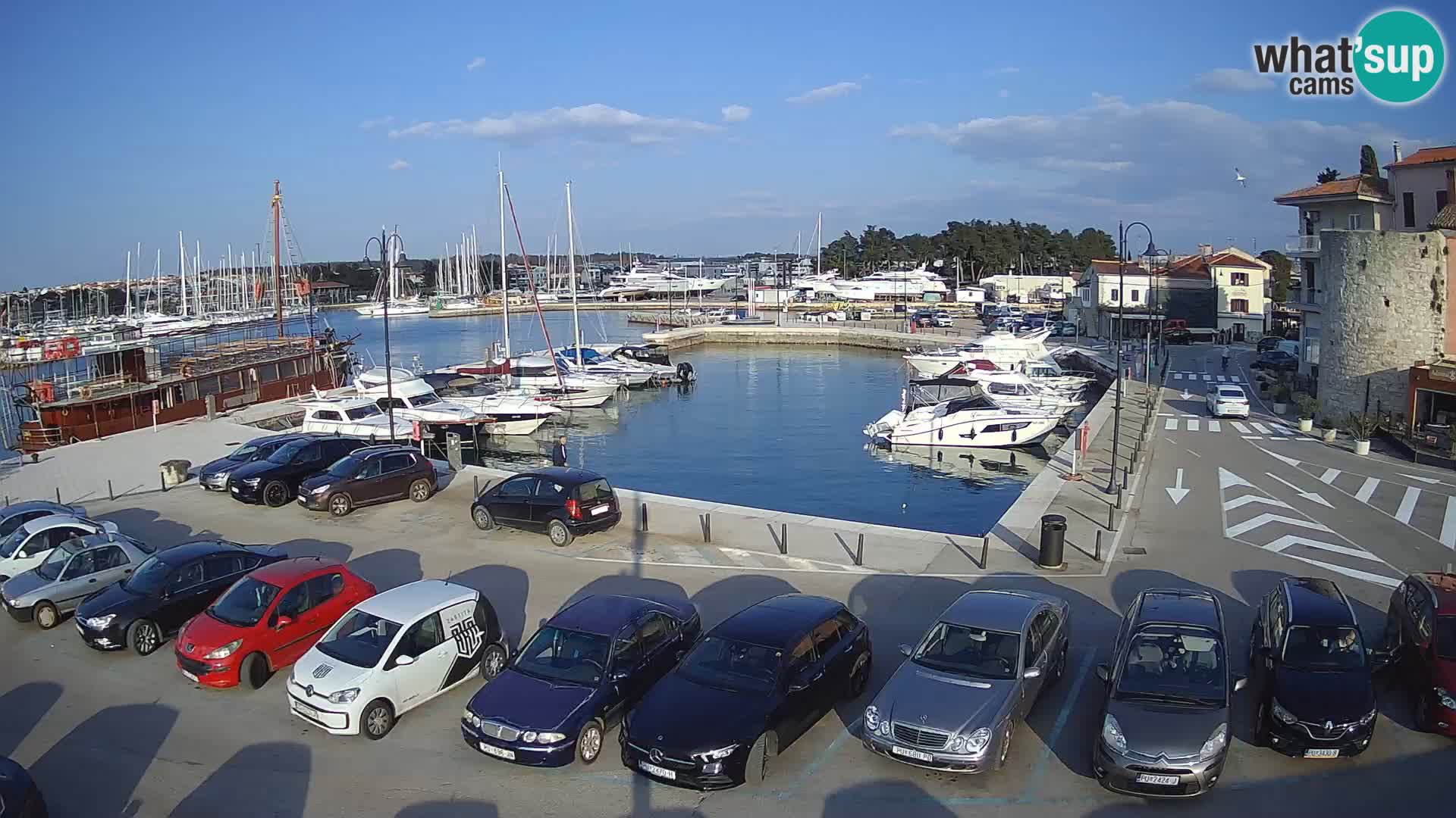 Novigrad | Porporela marina