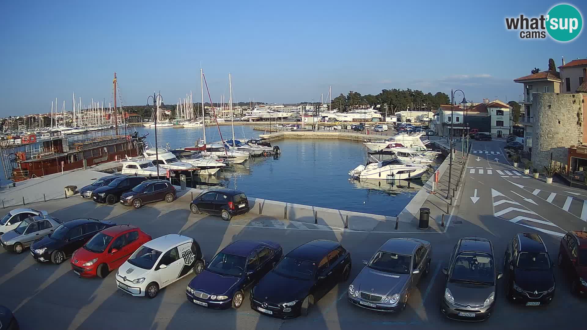 Novigrad | Porporela marina