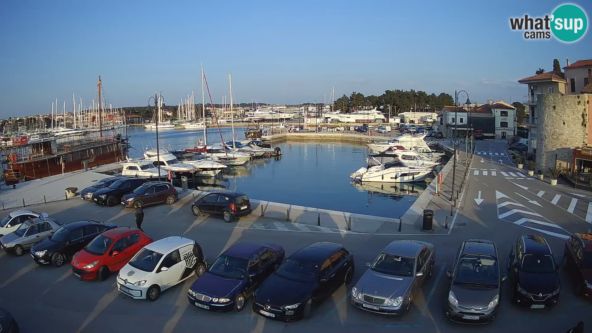 Novigrad | Porporela marina