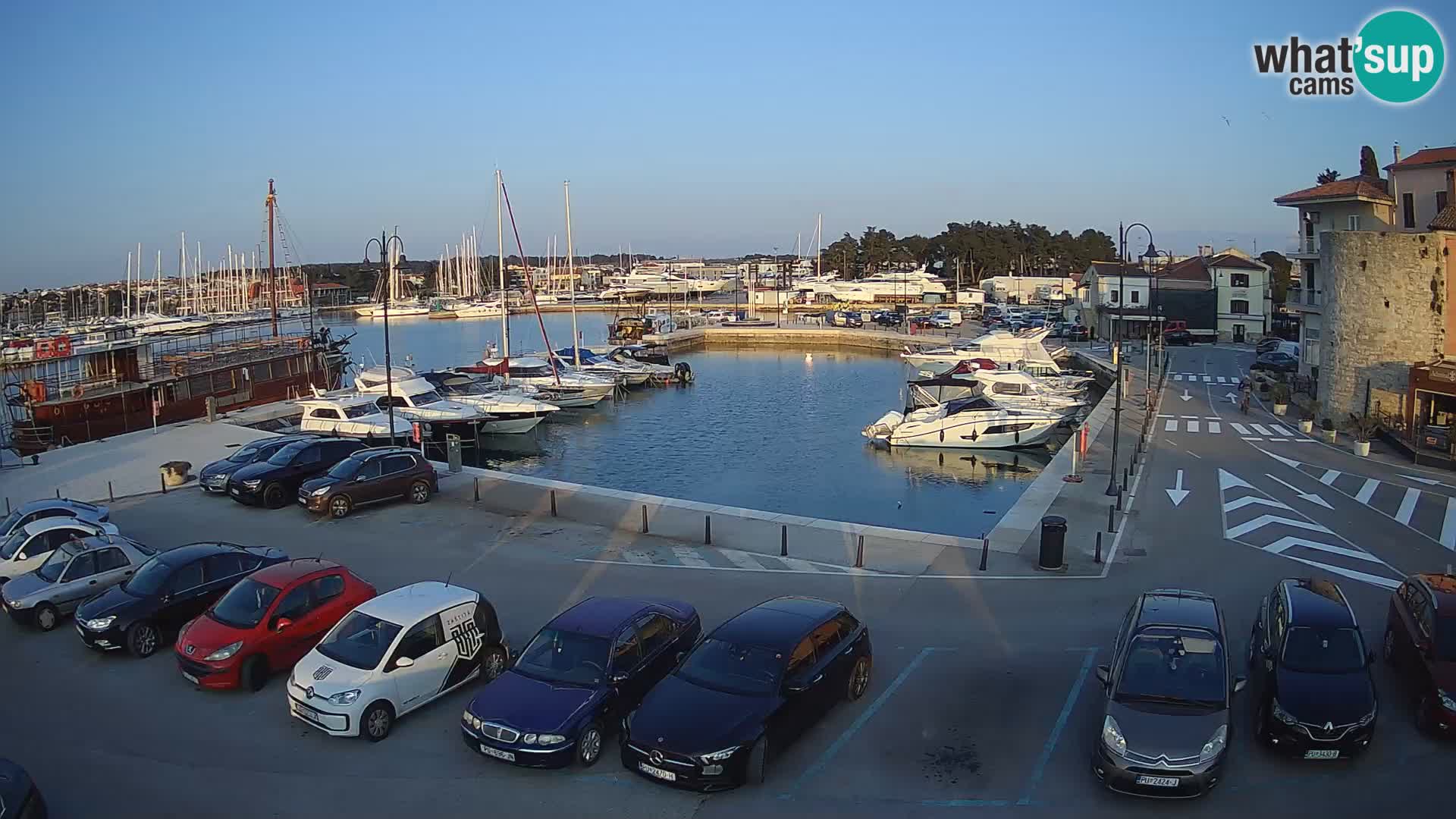 Novigrad | Porporela marina