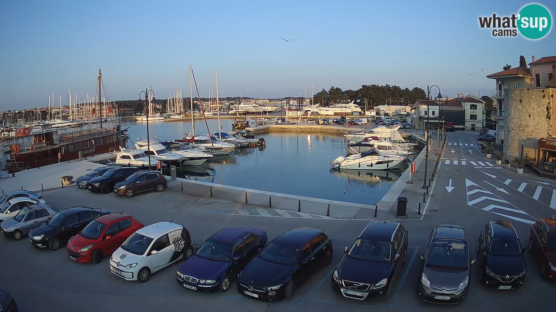 Novigrad | Porporela marina