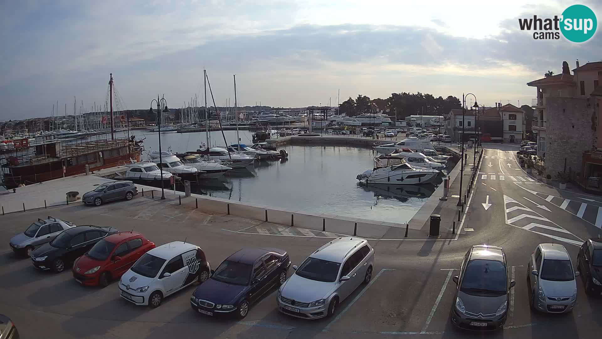 Novigrad | Porporela marina