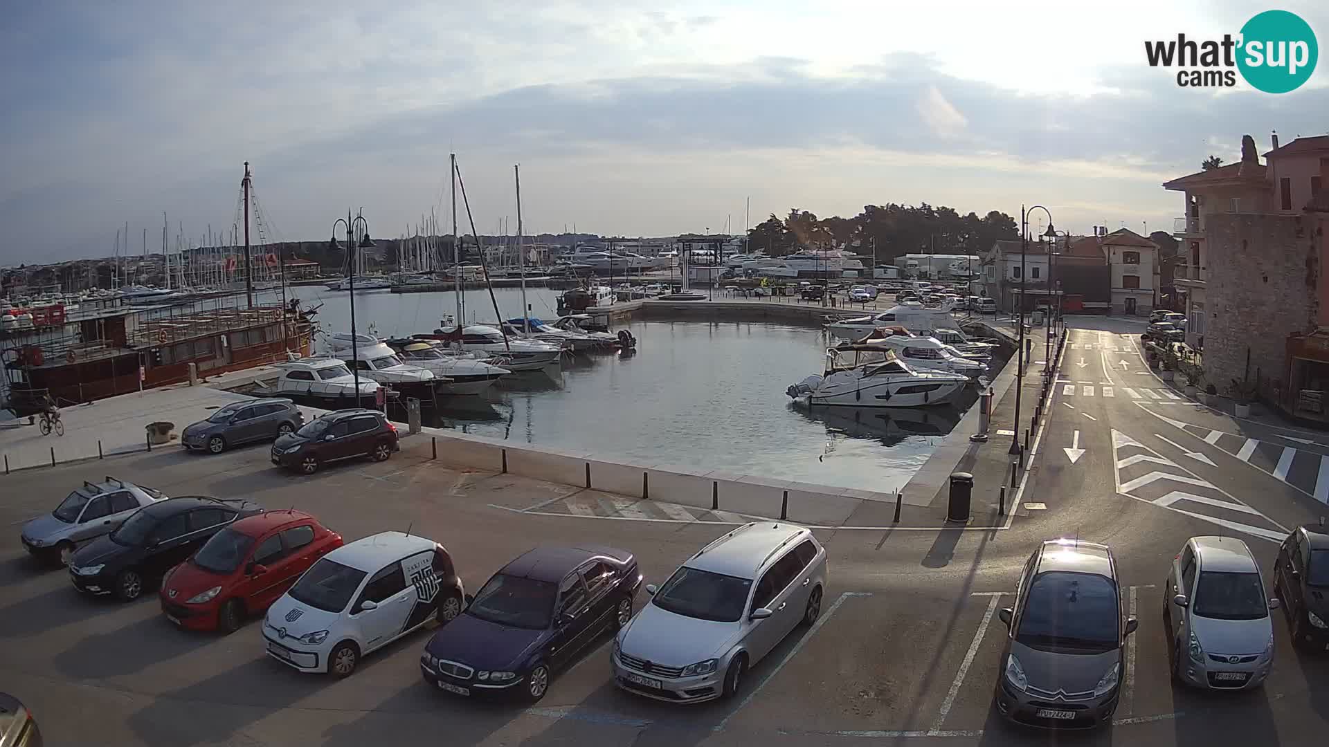 Novigrad | Porporela marina