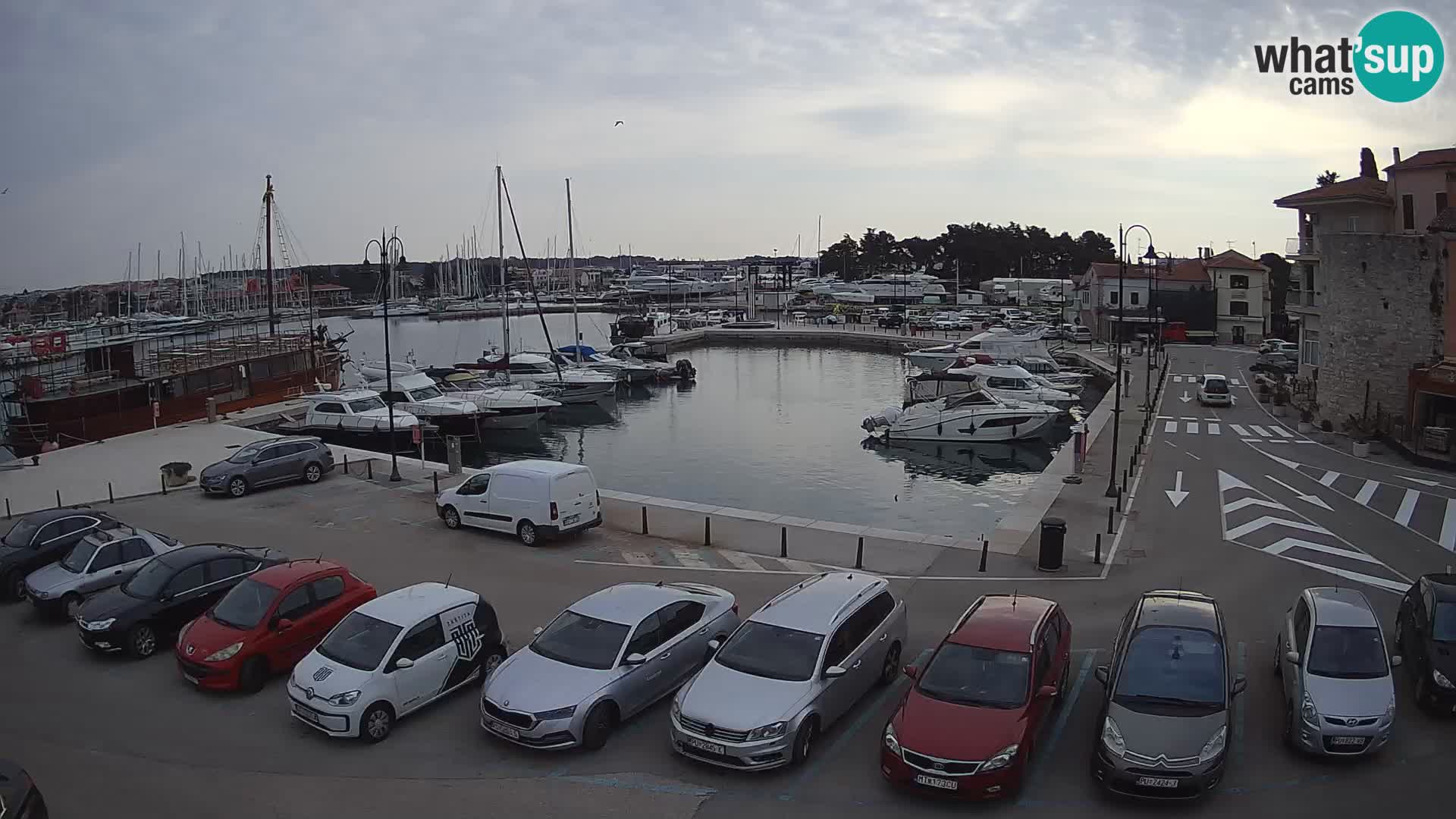 Novigrad | Porporela marina
