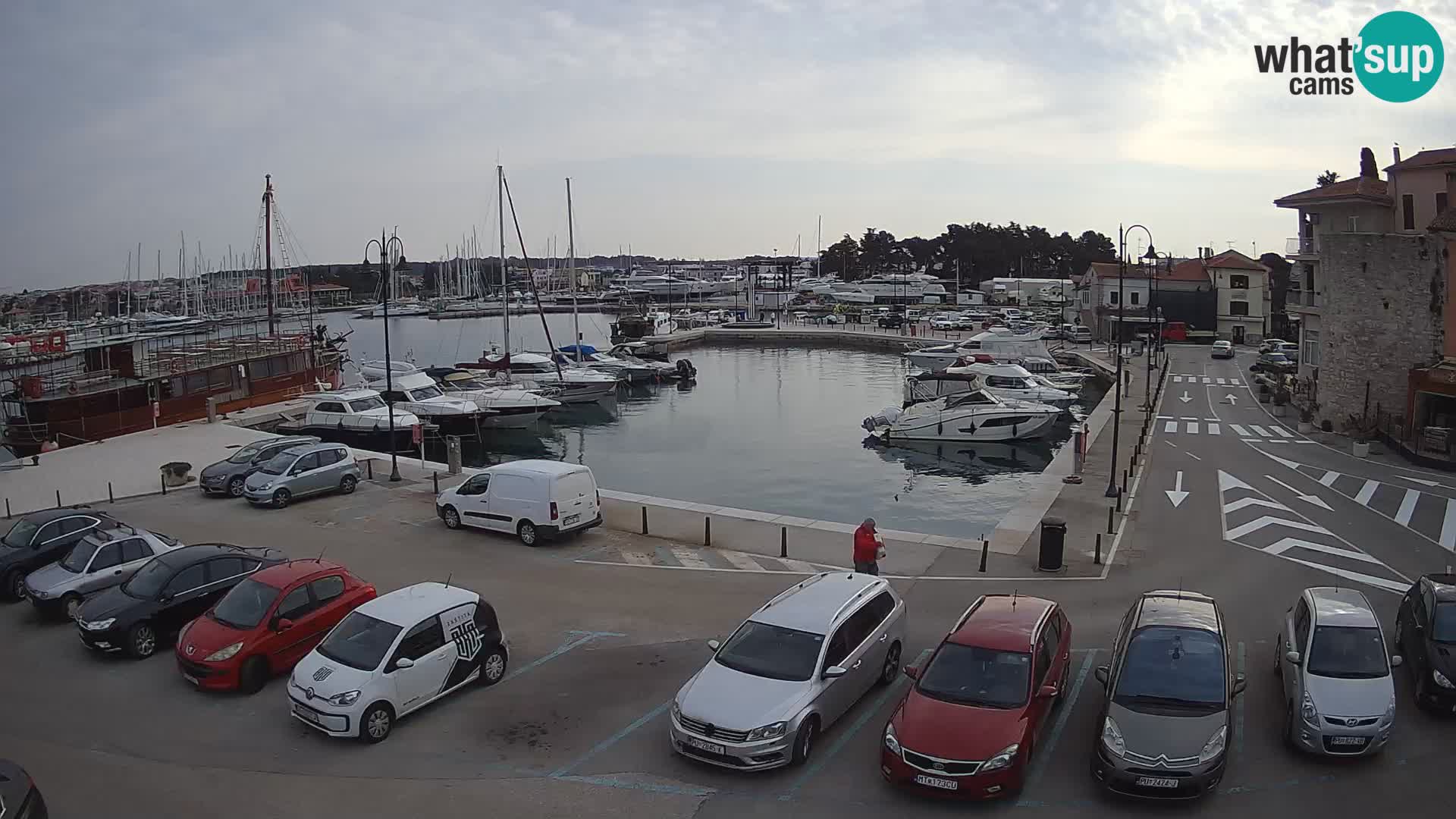 Novigrad | Porporela marina