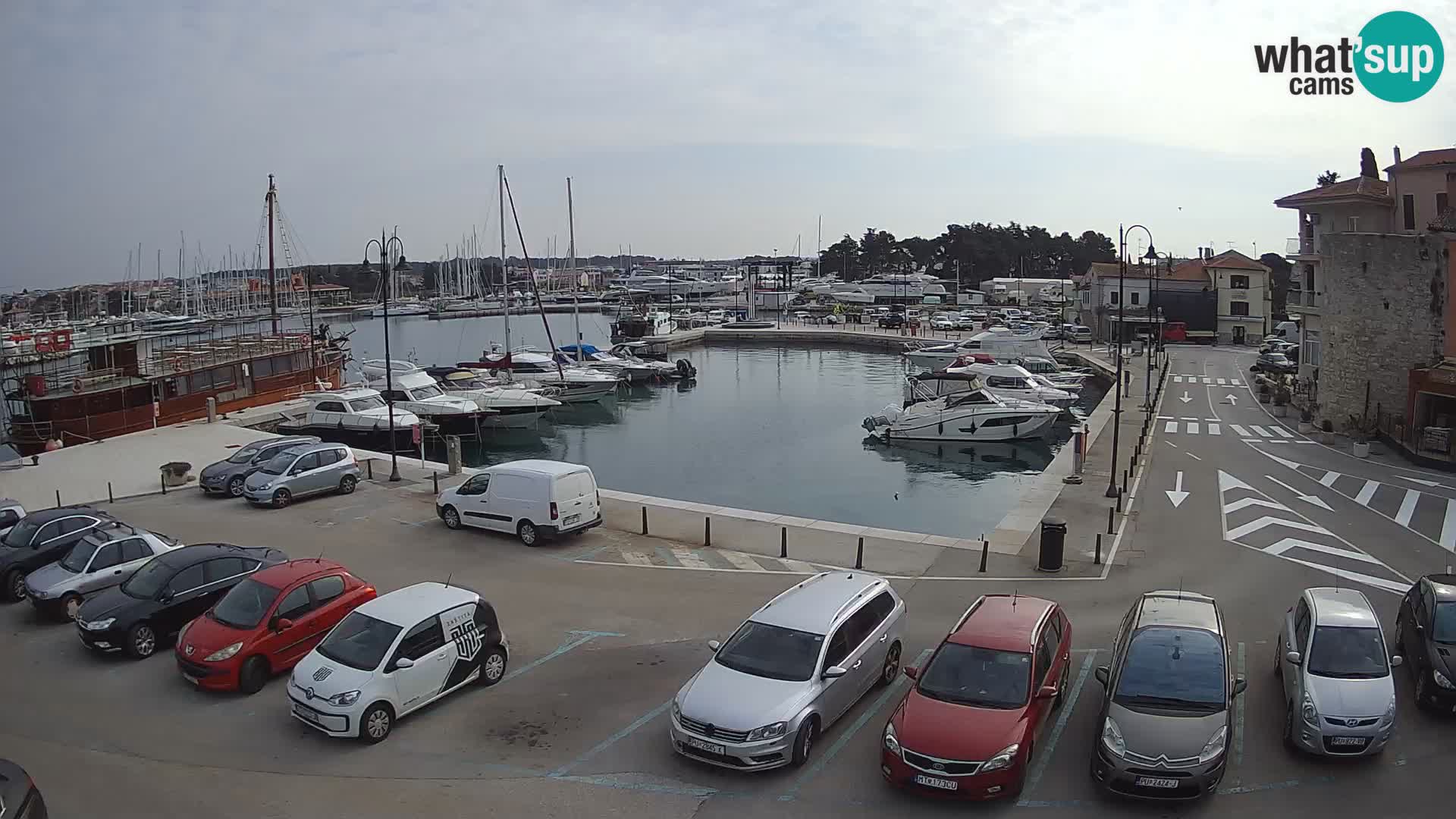 Novigrad | Porporela marina