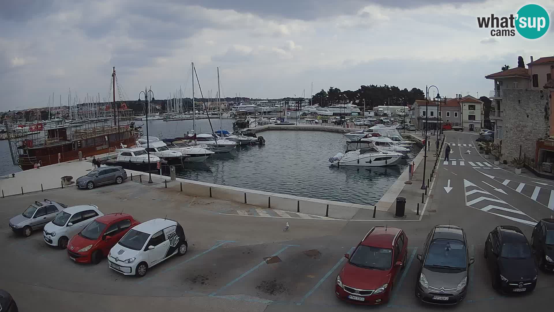 Novigrad | Porporela marina