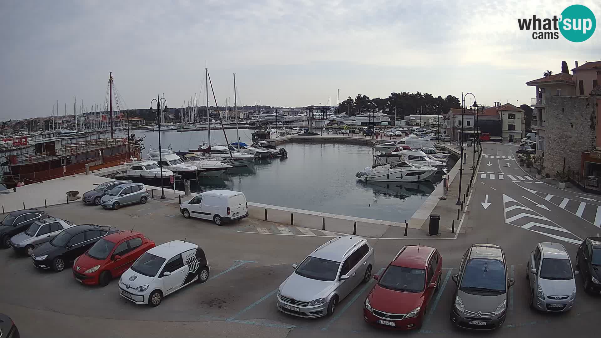 Novigrad | Porporela marina