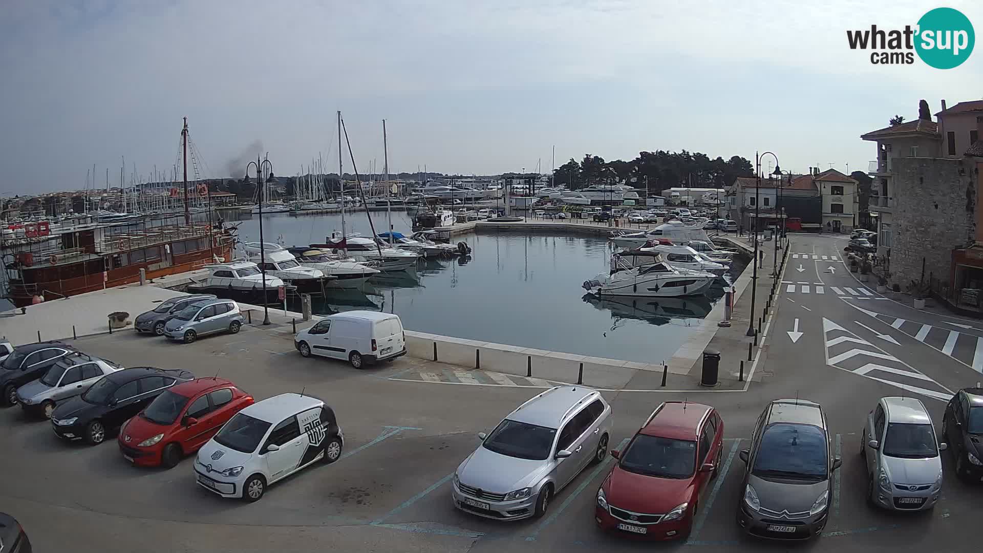 Novigrad | Porporela marina