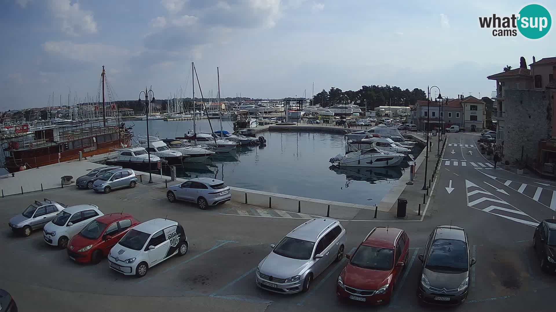 Novigrad | Porporela marina