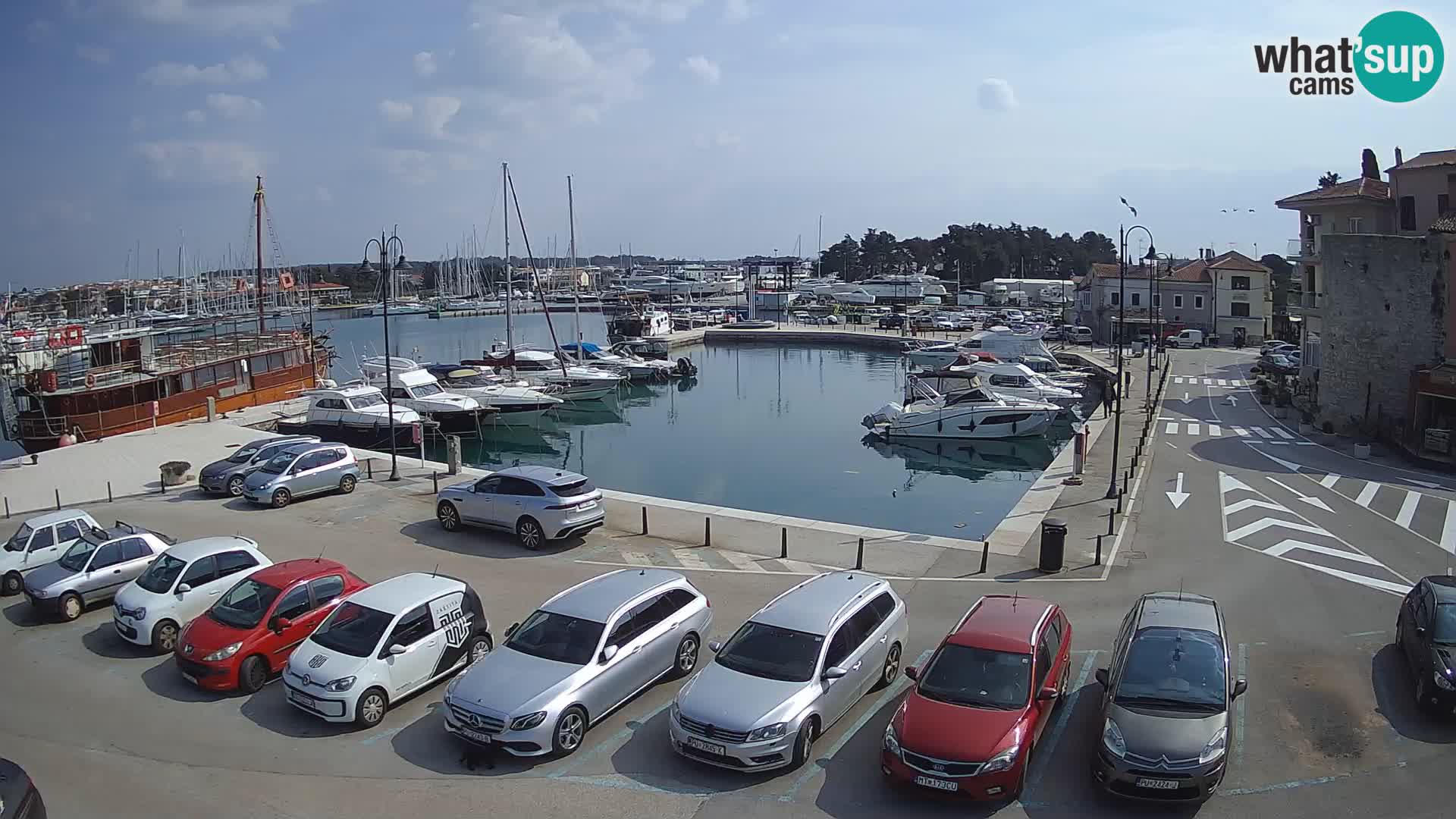 Novigrad | Porporela marina