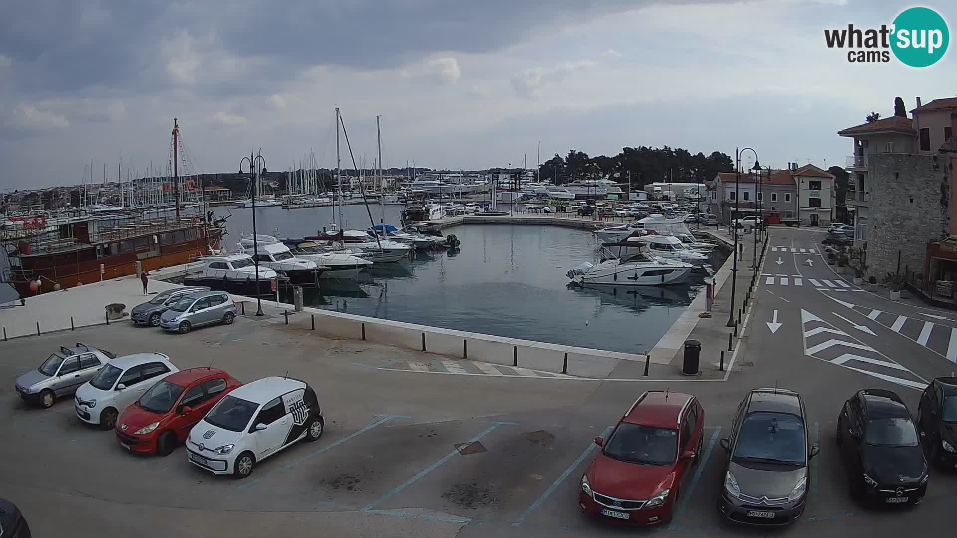 Novigrad | Porporela marina