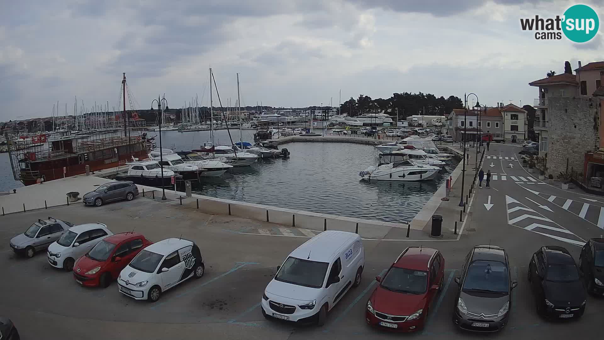 Novigrad | Porporela marina