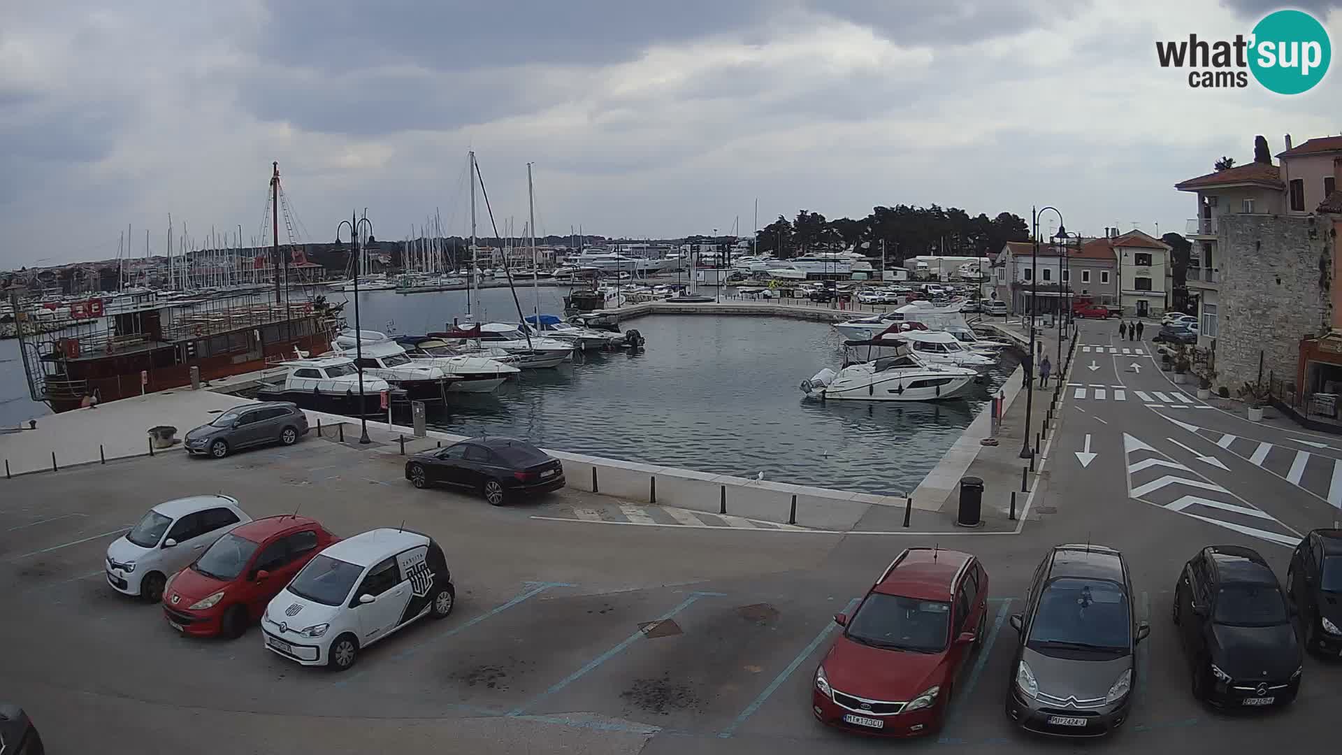 Novigrad | Porporela marina