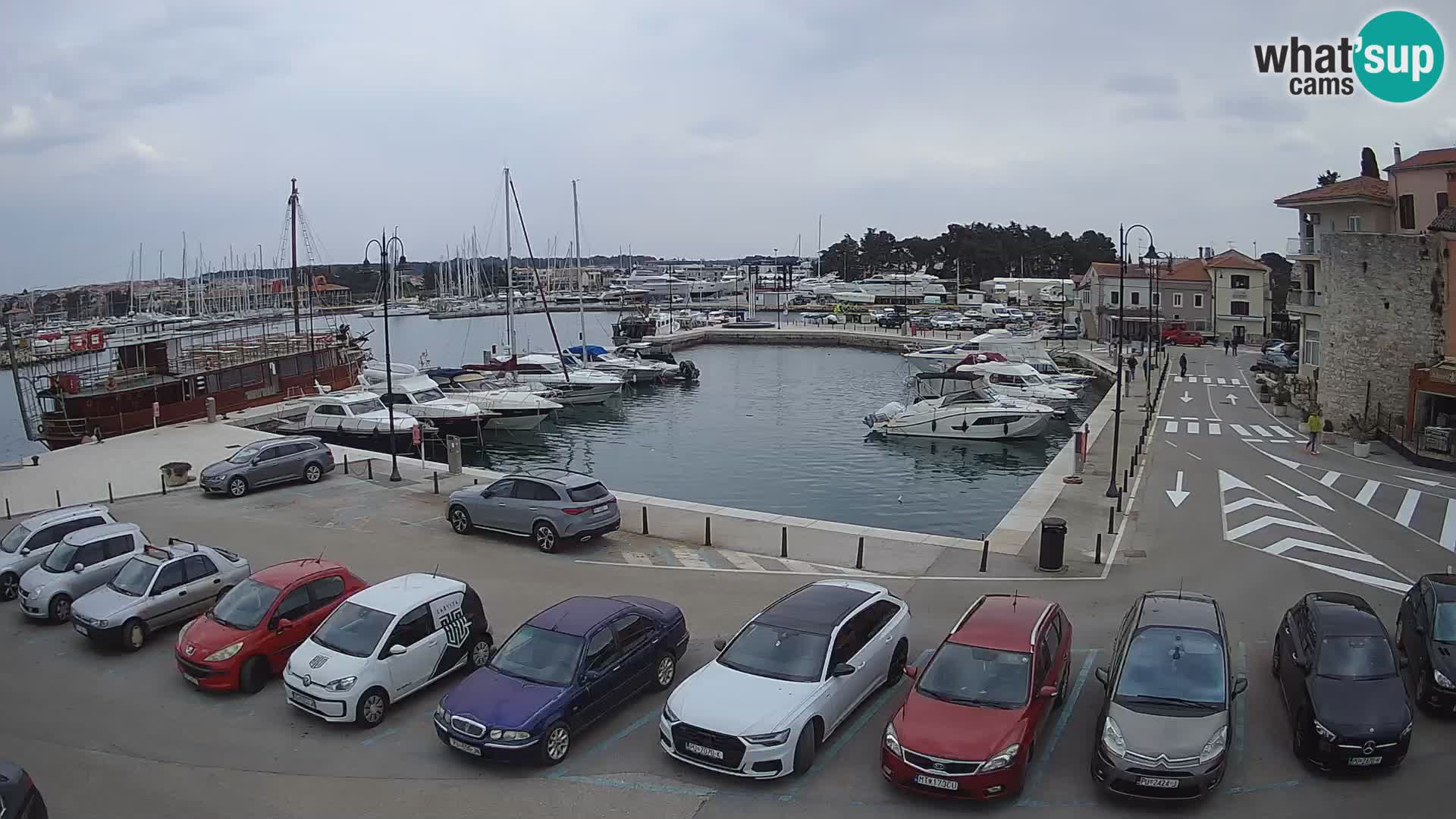 Novigrad | Porporela marina