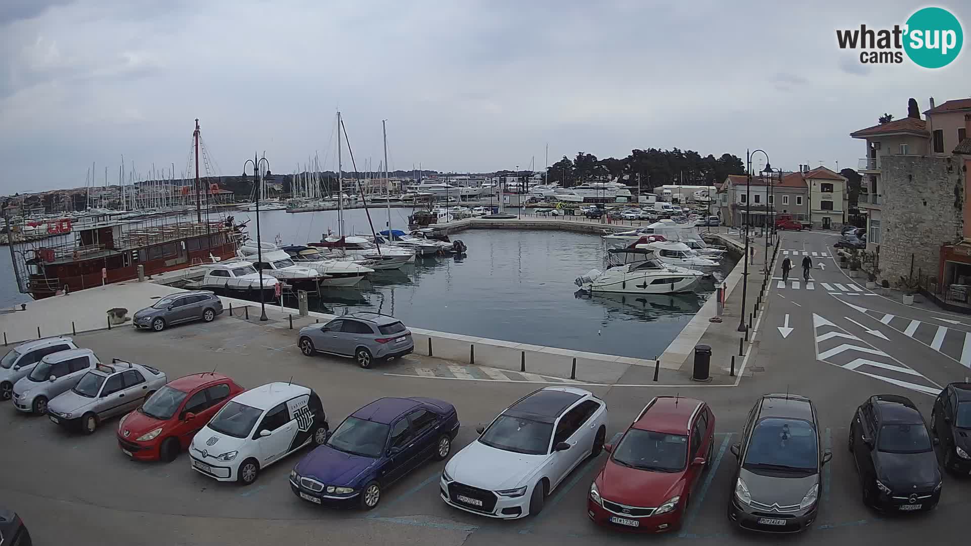 Novigrad | Porporela marina