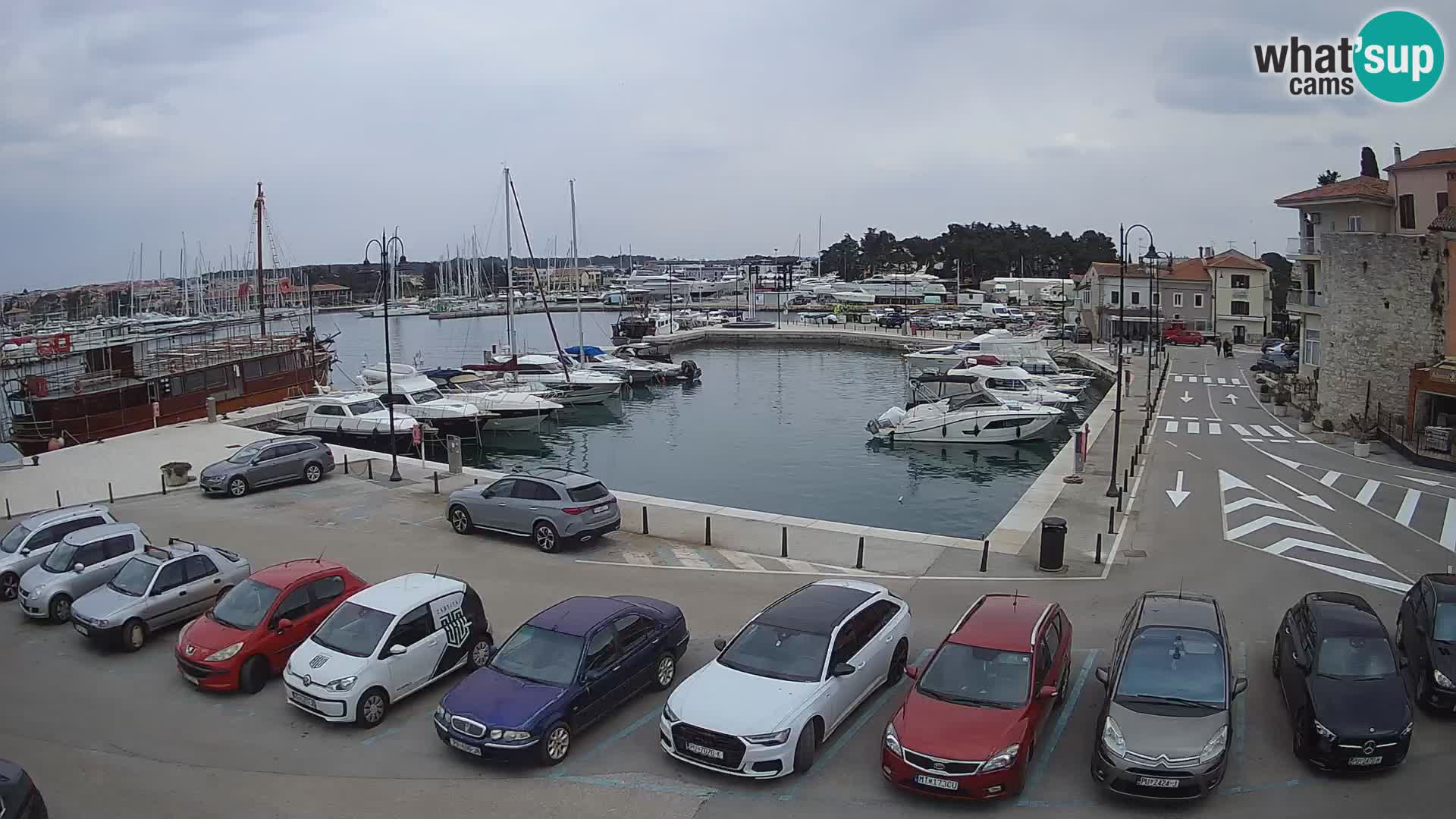 Novigrad | Porporela marina