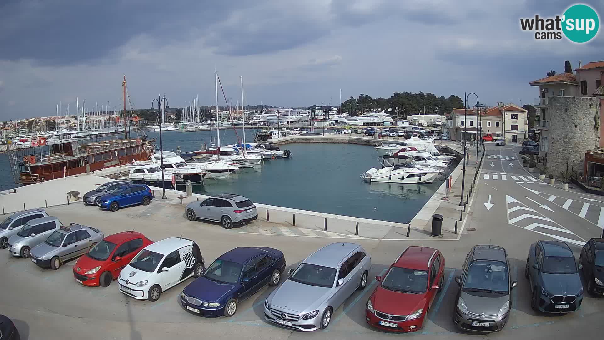 Novigrad | Porporela marina