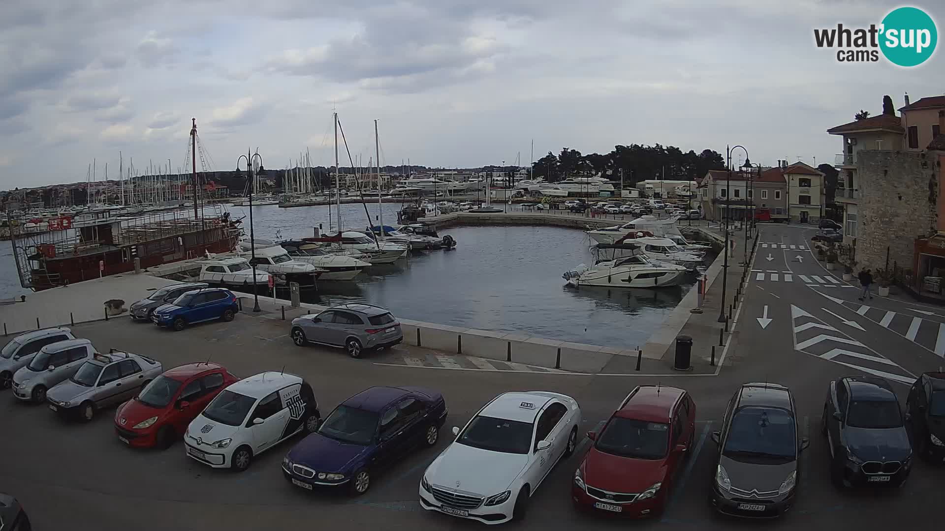 Novigrad | Porporela marina