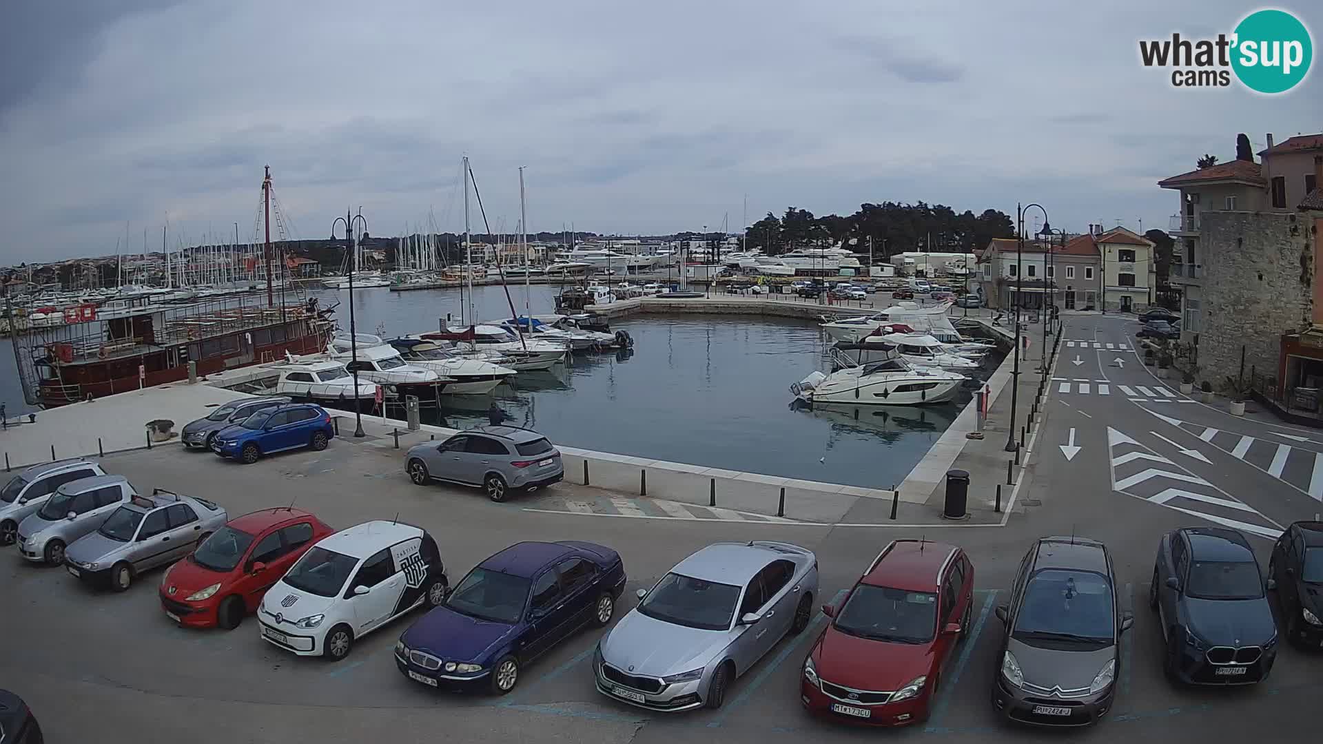 Novigrad | Porporela marina