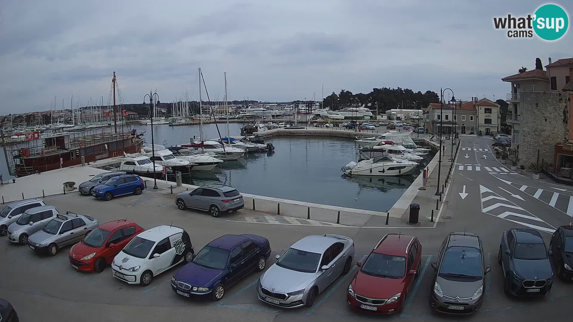 Novigrad | Porporela marina