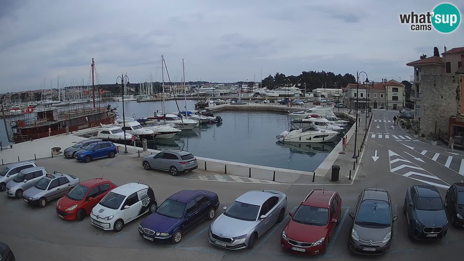 Novigrad | Porporela marina