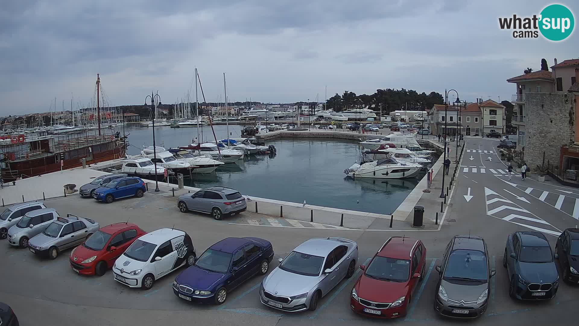 Novigrad | Porporela marina