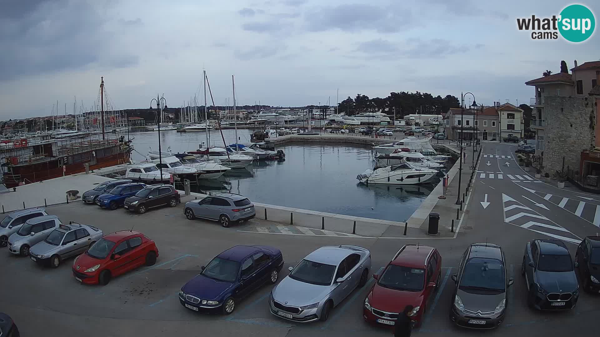 Novigrad | Porporela marina