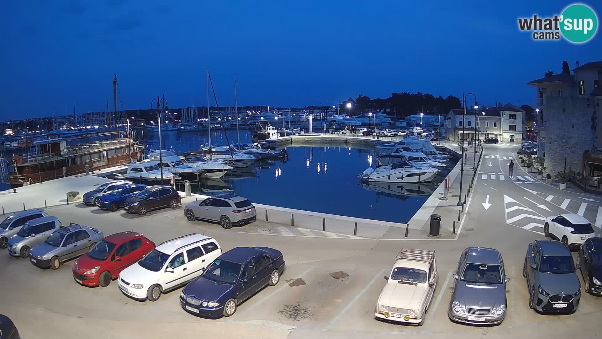 Novigrad | Porporela marina