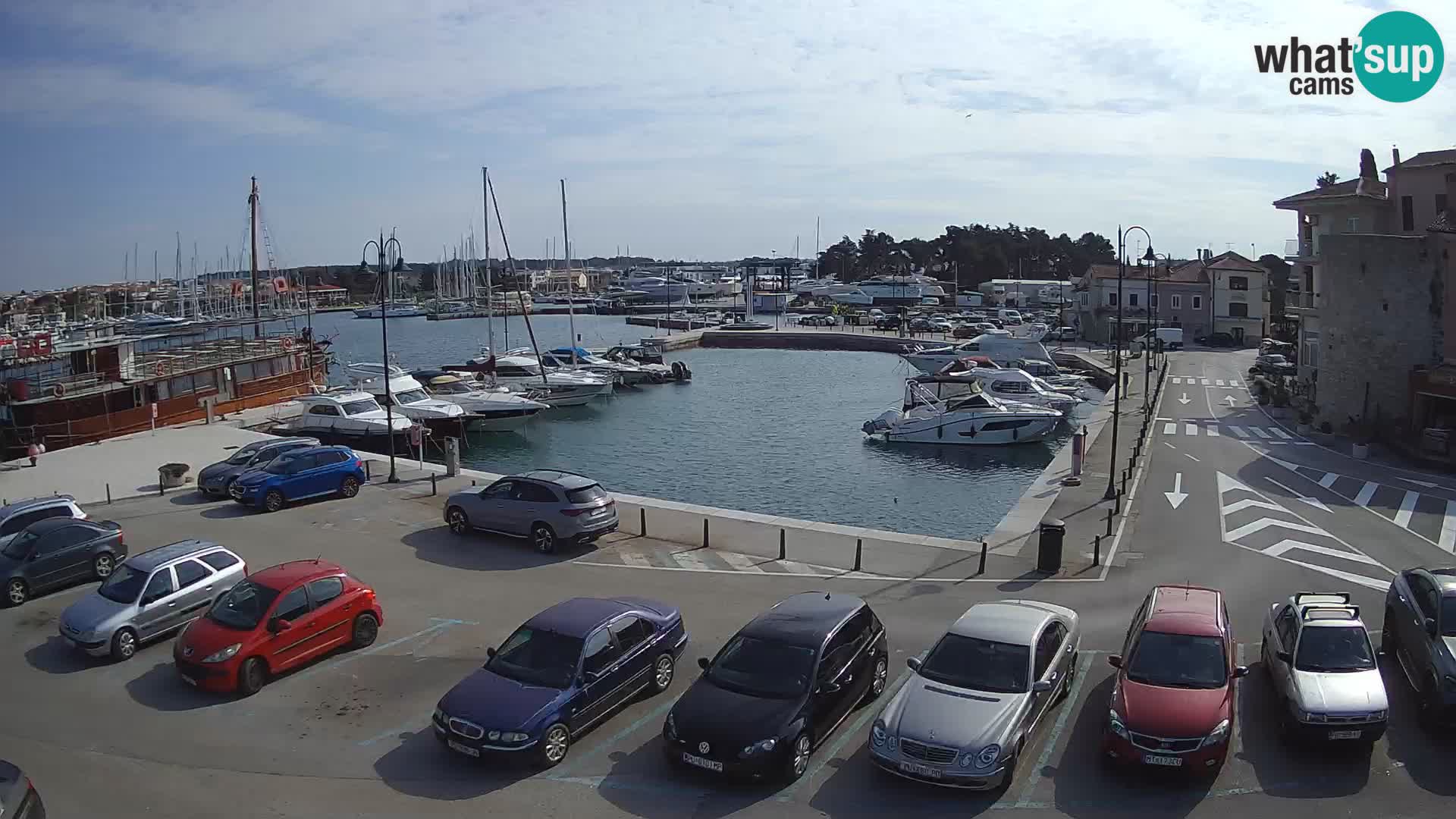 Novigrad | Porporela marina