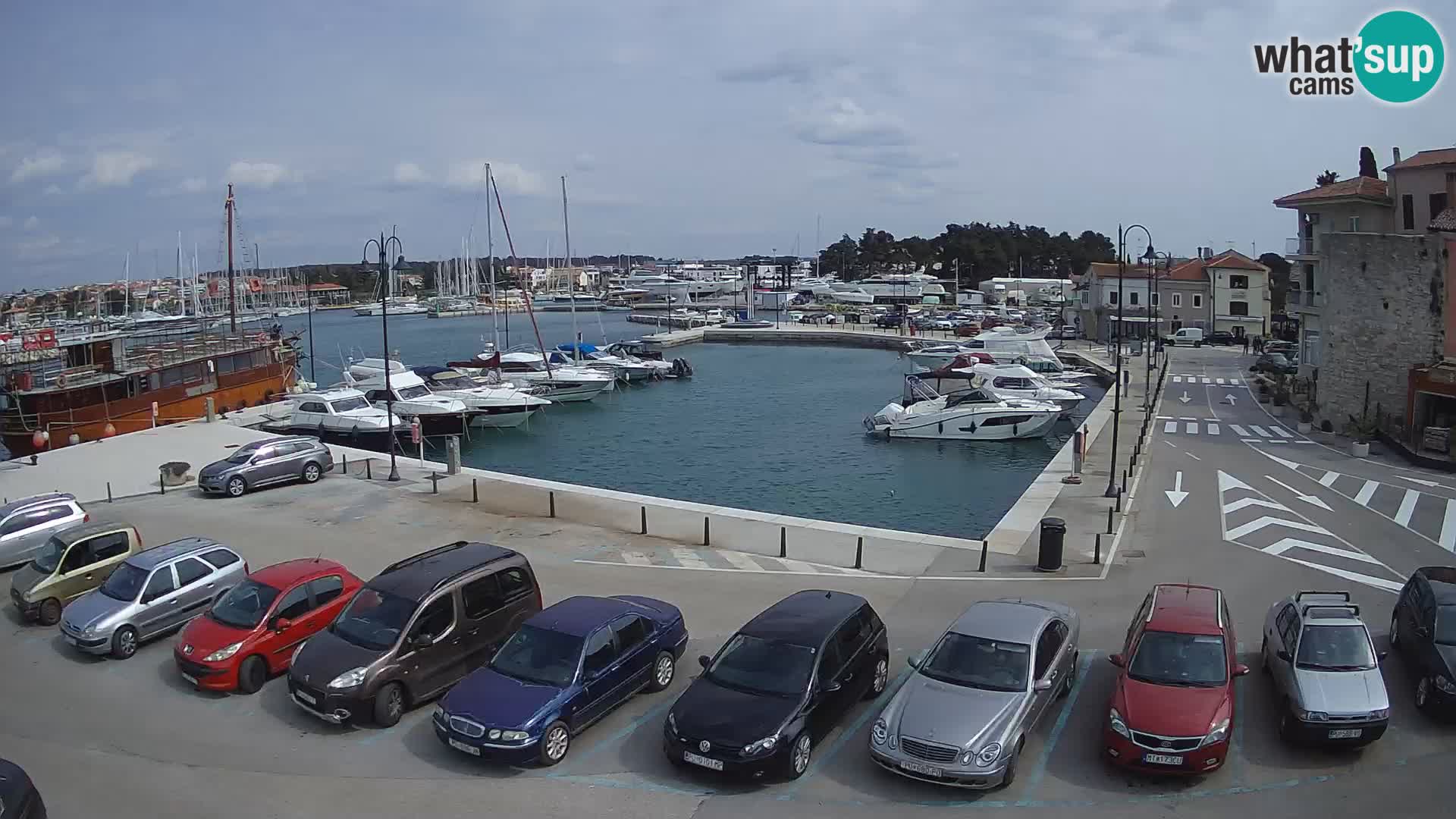 Novigrad | Porporela marina