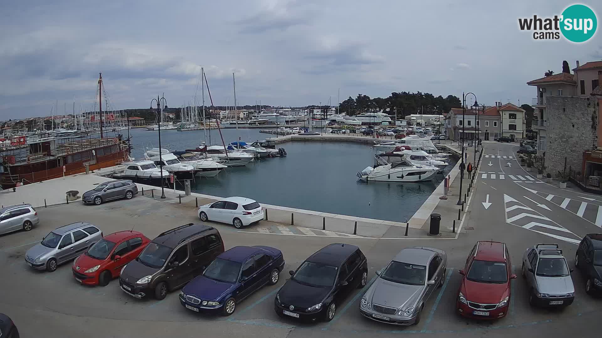 Novigrad | Porporela marina