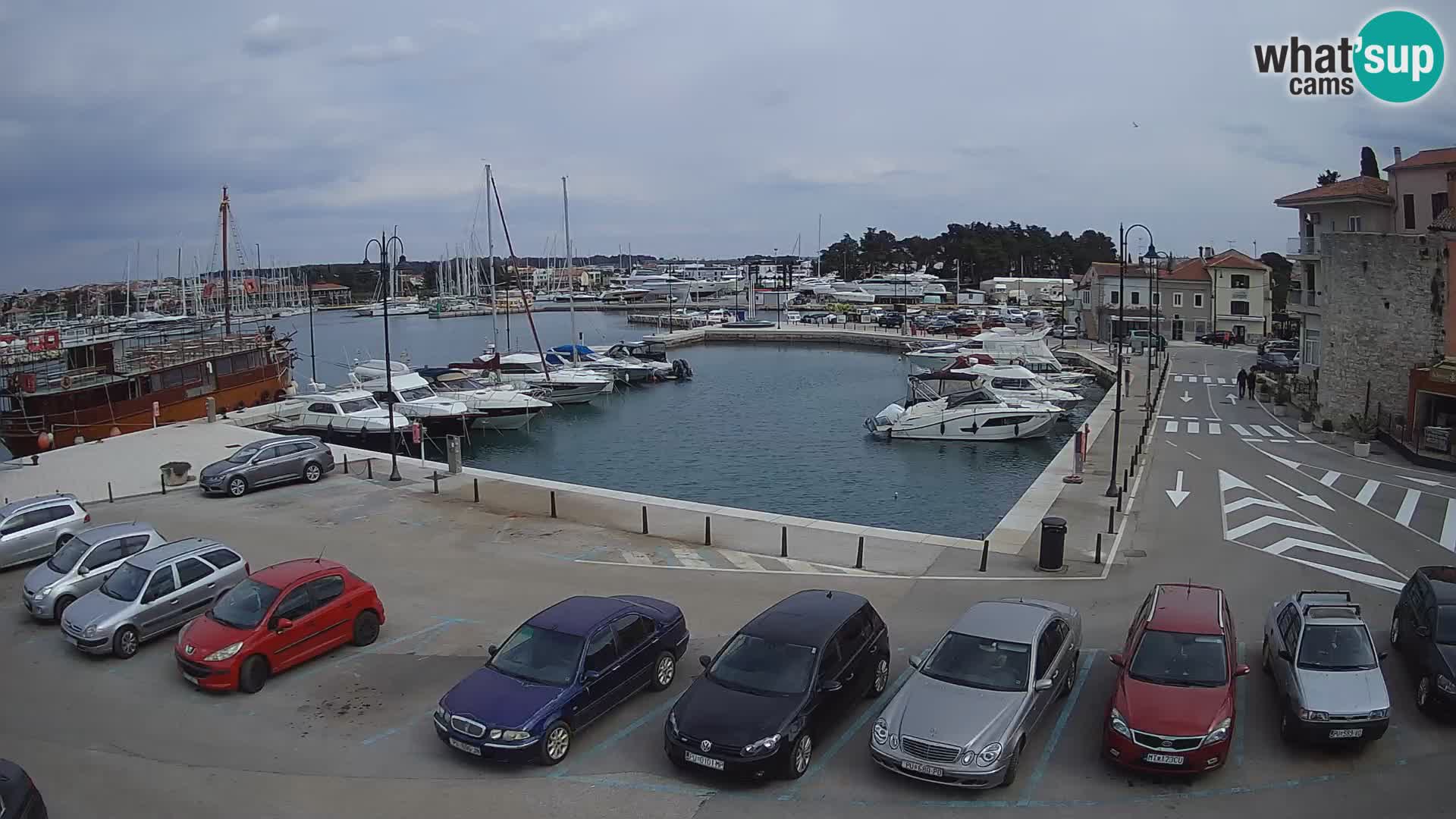 Novigrad | Porporela marina