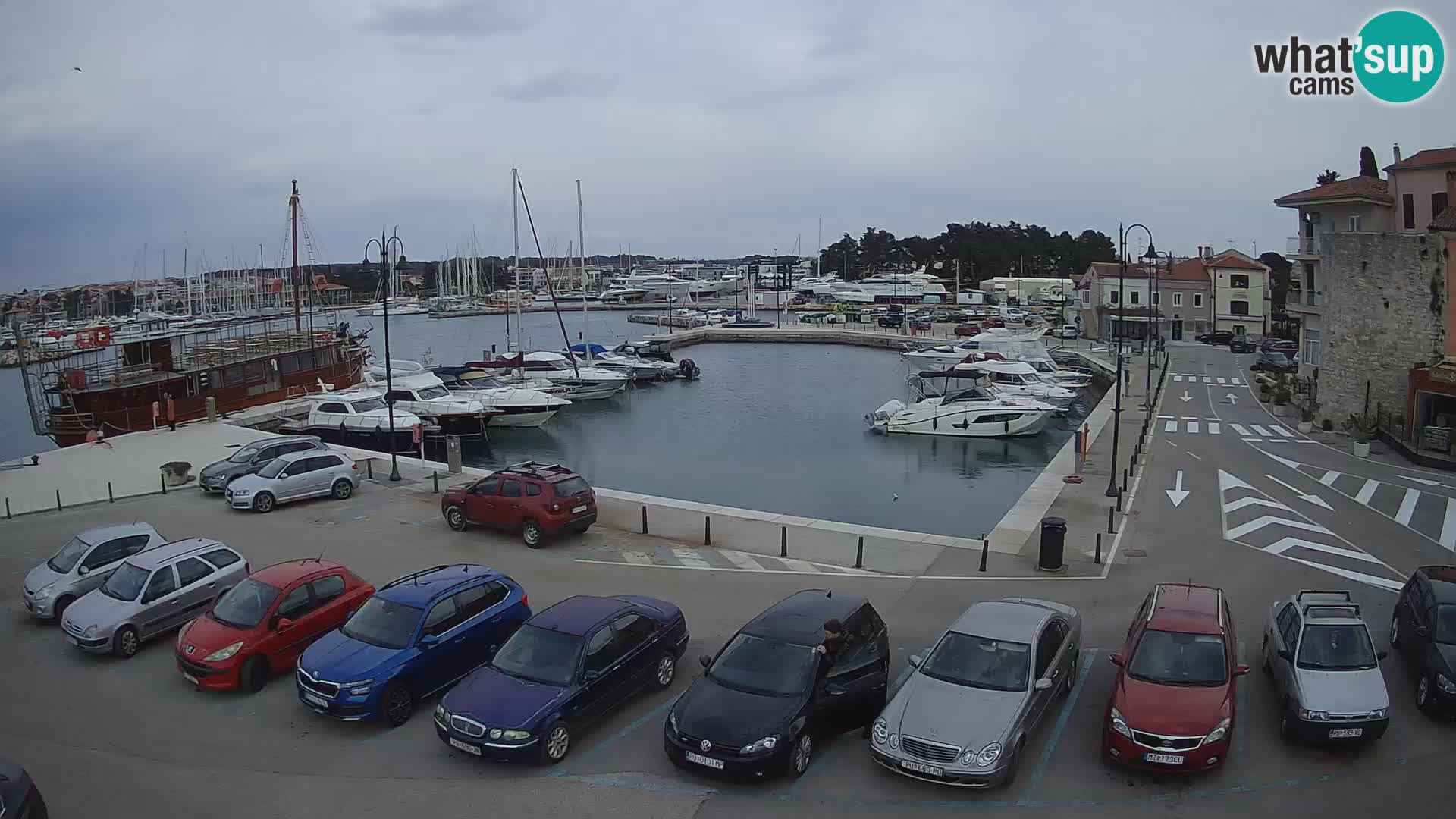 Novigrad | Porporela marina