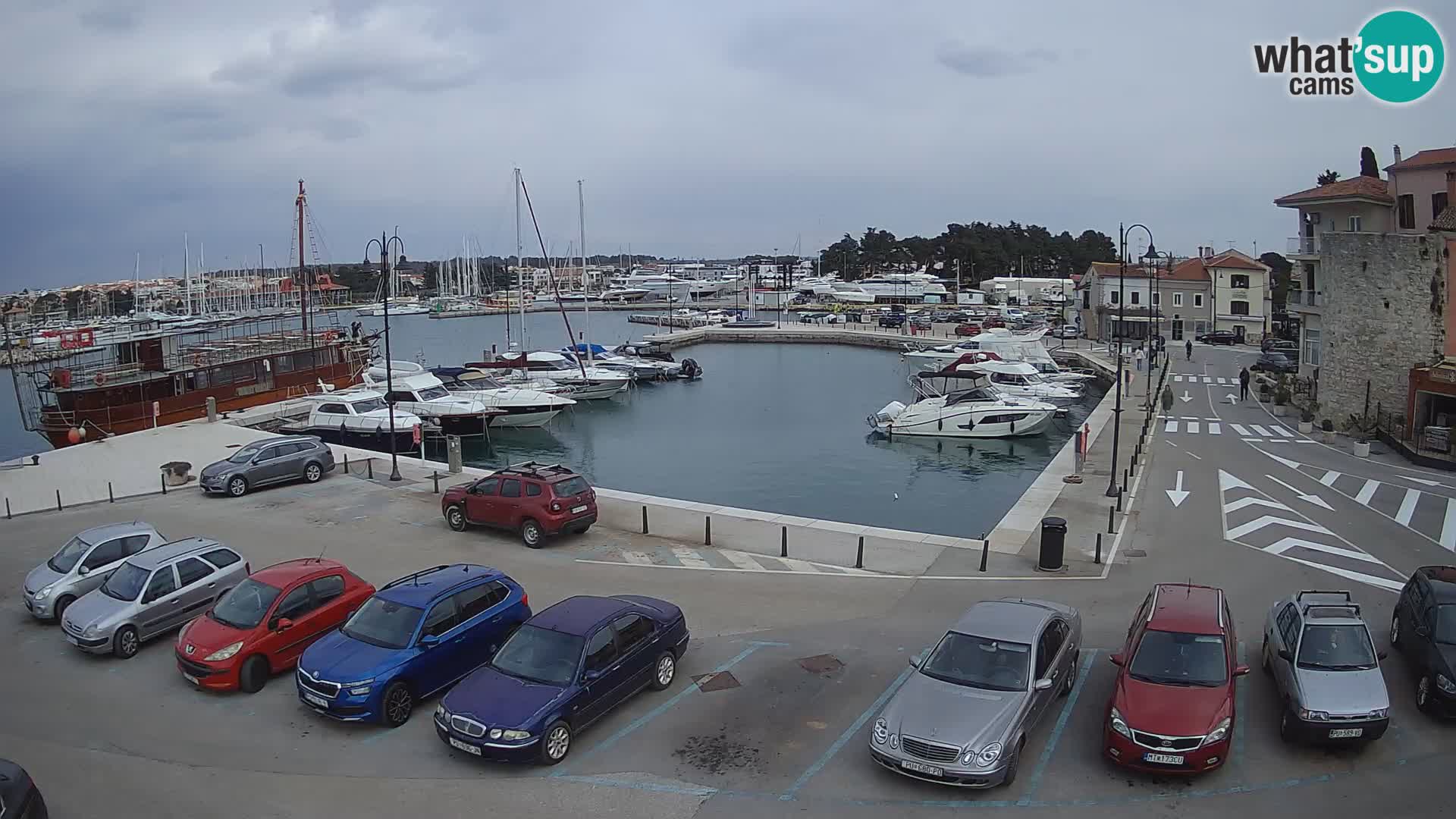 Novigrad | Porporela marina
