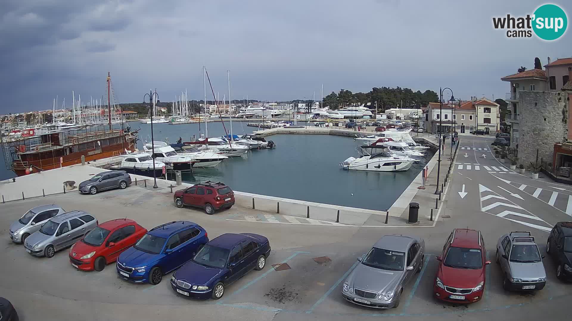 Novigrad | Porporela marina