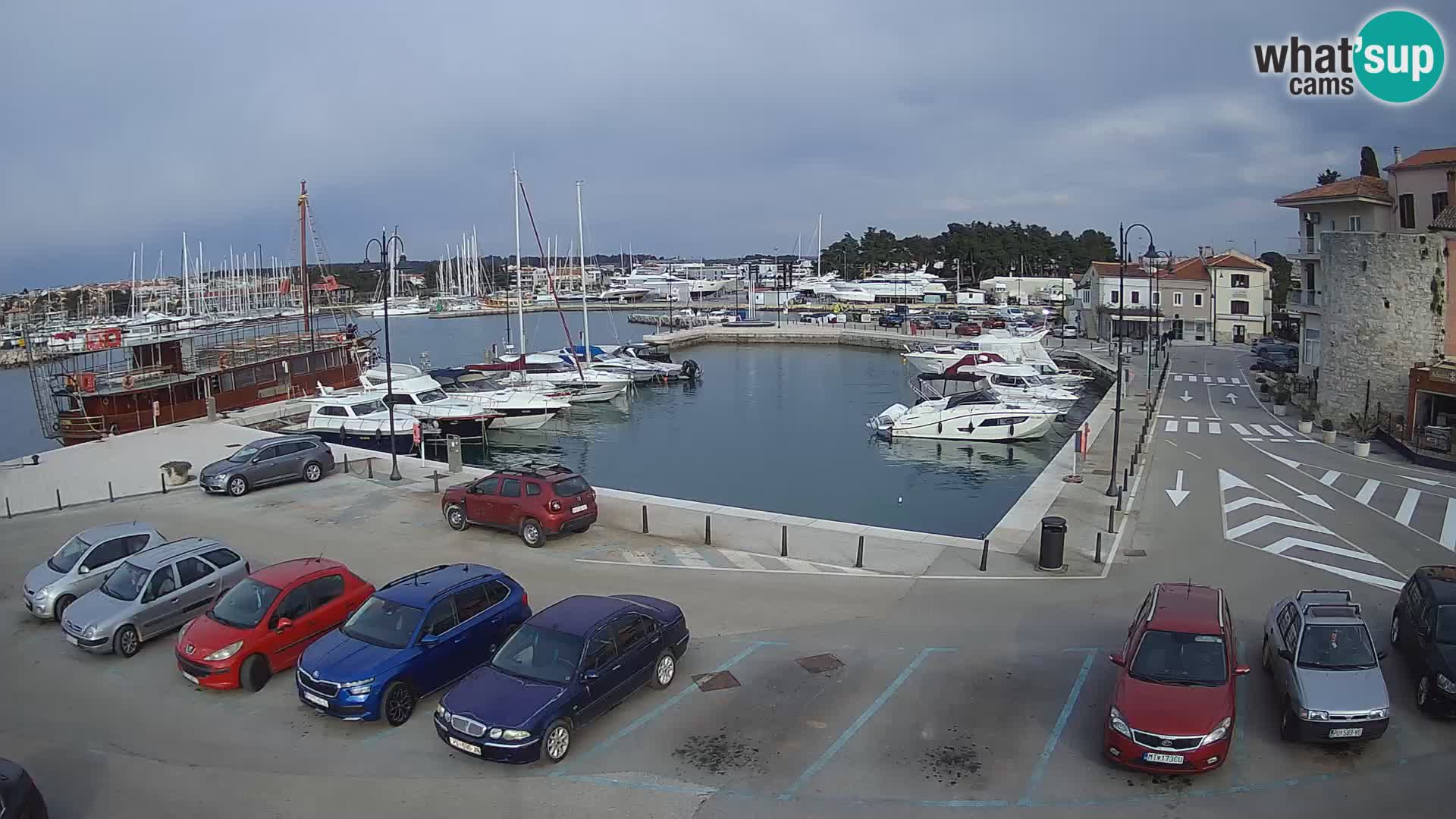 Novigrad | Porporela marina