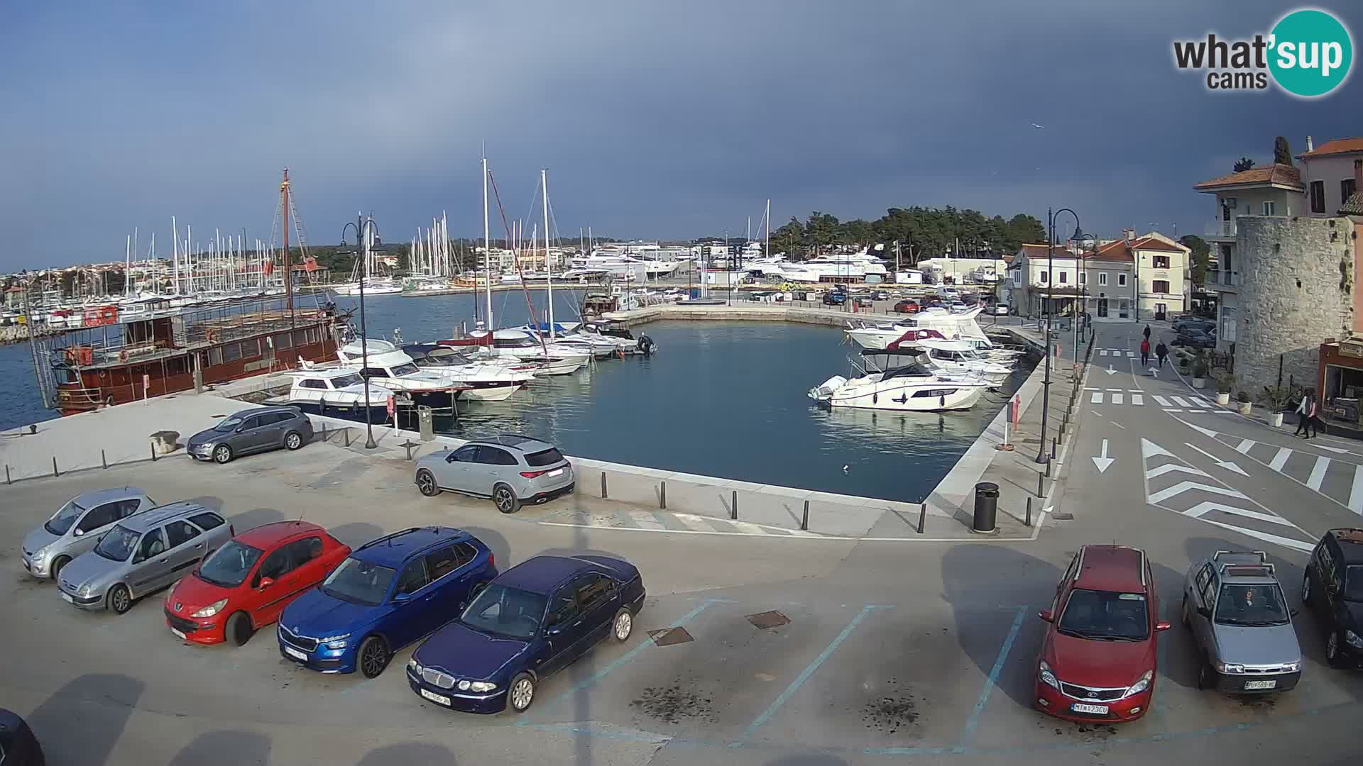 Novigrad | Porporela marina