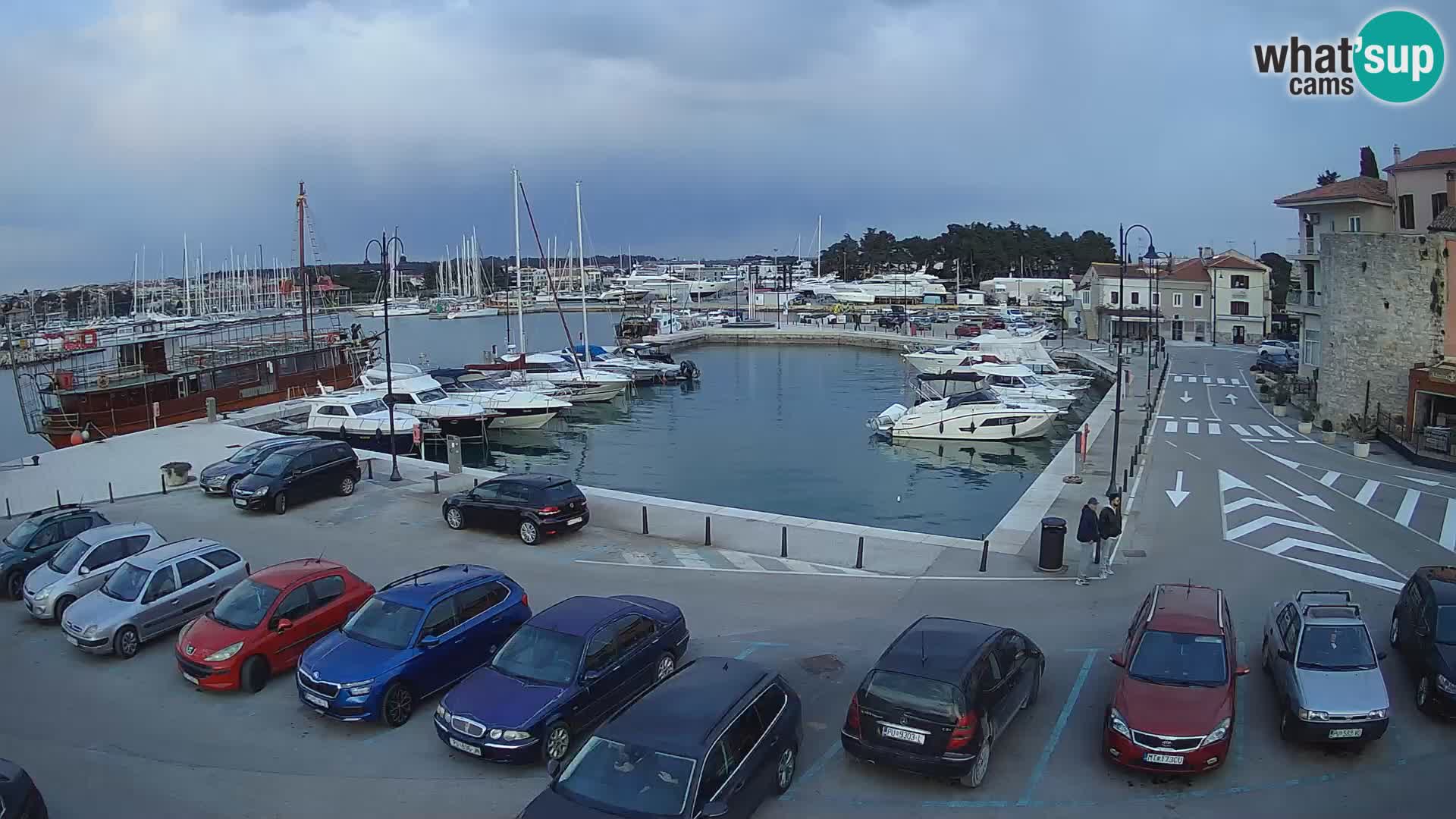 Novigrad | Porporela marina