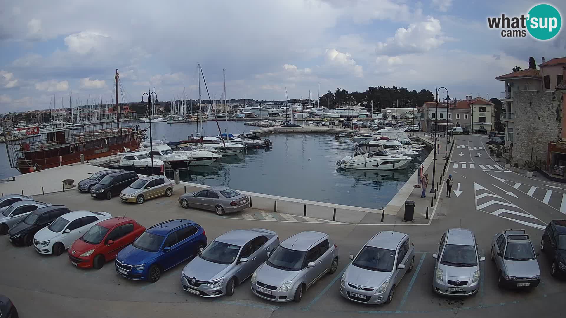 Novigrad | Porporela marina