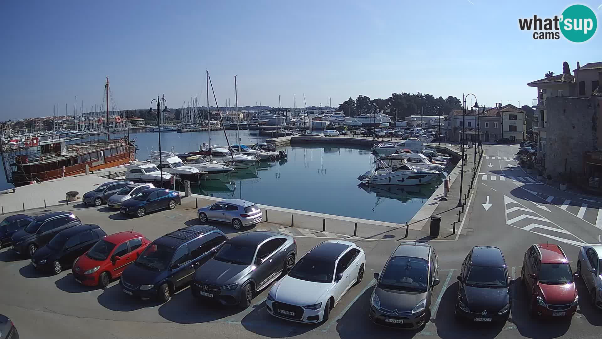 Novigrad | Porporela marina