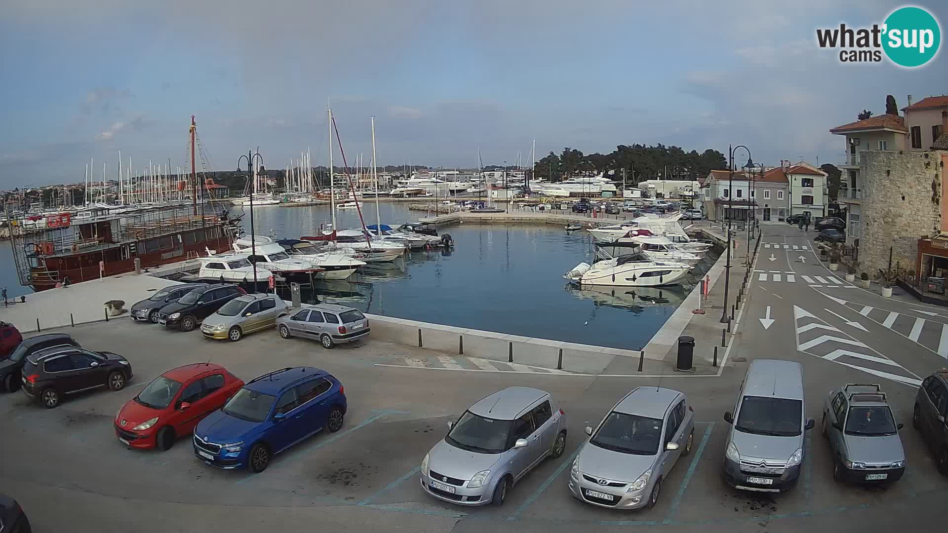 Novigrad | Porporela marina