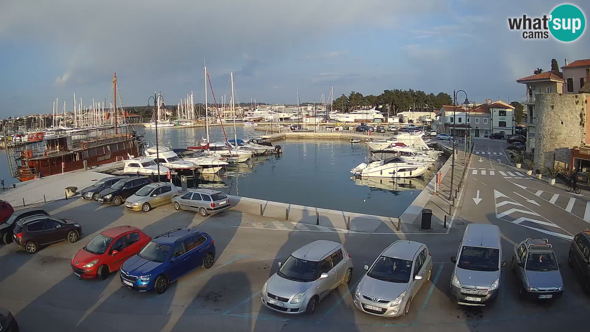 Novigrad | Porporela marina