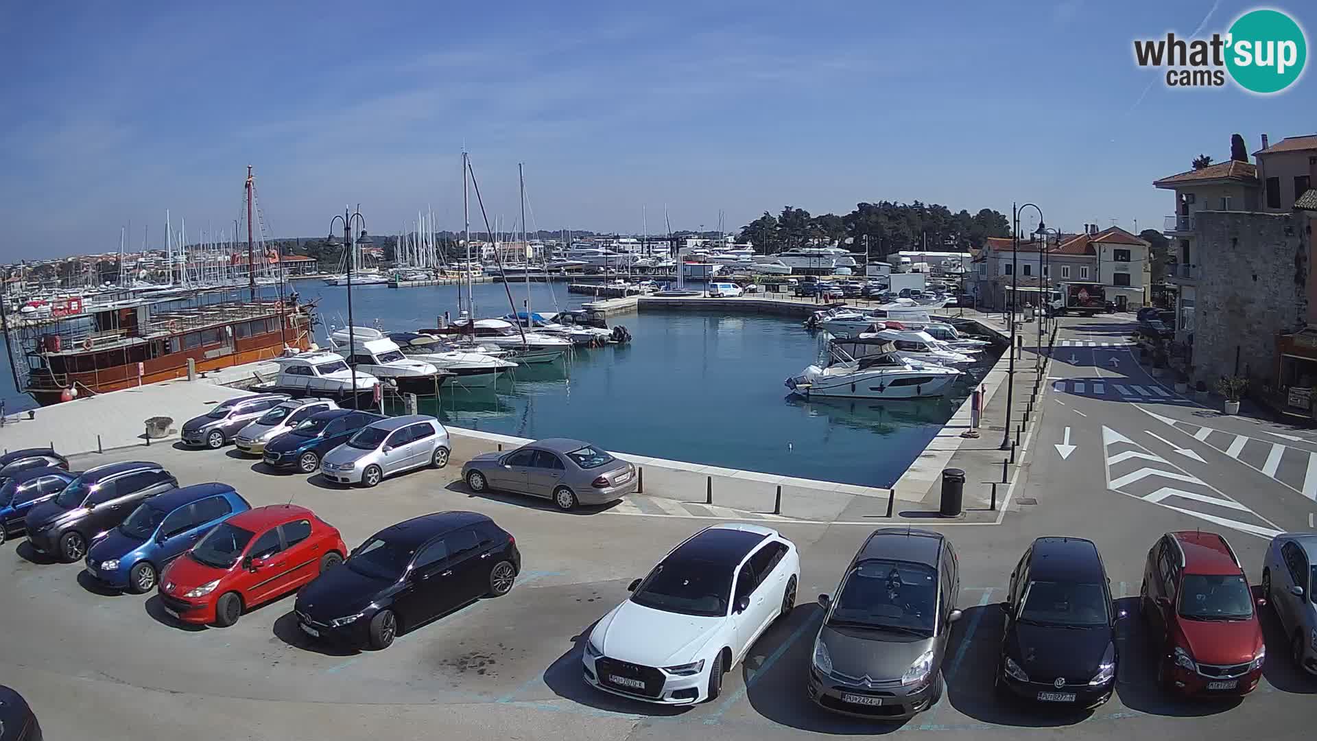 Novigrad | Porporela marina