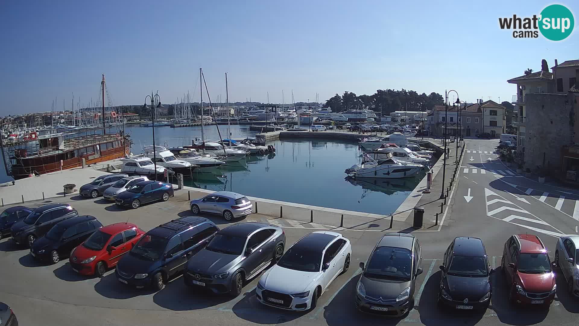 Novigrad | Porporela marina