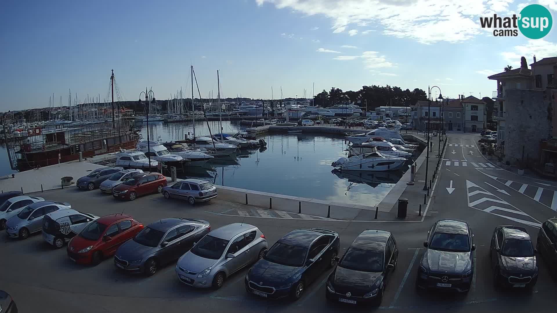 Novigrad | Porporela marina